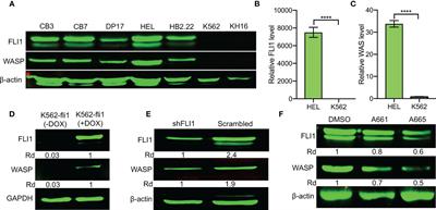 FLI1 Induces Megakaryopoiesis Gene Expression Through WAS/WIP-Dependent and Independent Mechanisms; Implications for Wiskott-Aldrich Syndrome